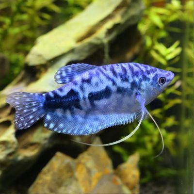 黃龍藍龍魚可以和孔雀魚混養嗎：黃龍魚、藍龍魚可以和孔雀魚混養嗎，需要考慮以下幾個因素