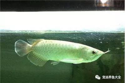 龍魚喂食后多久能換水的正確方法圖片：龍魚喂食后多久能換水