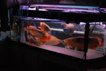 龍魚喂食后多久能換水的正確方法圖片：龍魚喂食后多久能換水