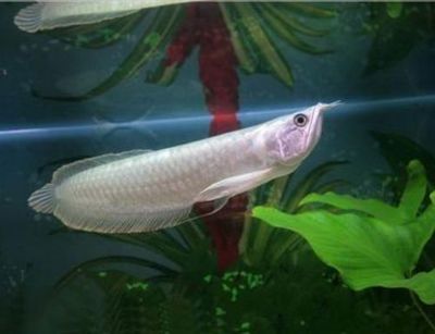 龍魚喂食后多久能換水的正確方法圖片：龍魚喂食后多久能換水