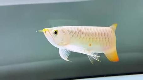 白子龍魚多少錢一只圖片
