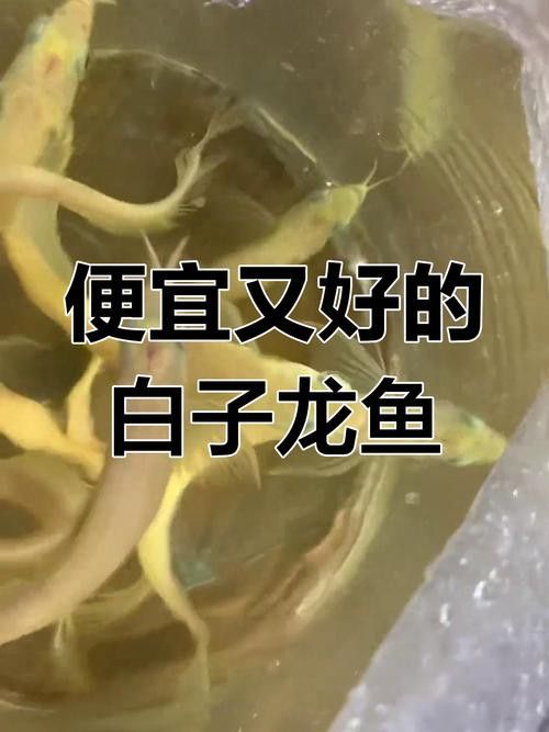 白子龍魚多少錢一只圖片