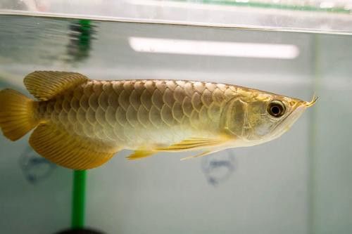 白子龍魚多少錢一只圖片