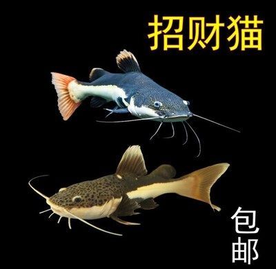 龍魚、虎魚和刀魚的基本信息（龍魚、虎魚和刀魚可以混養(yǎng)嗎？）