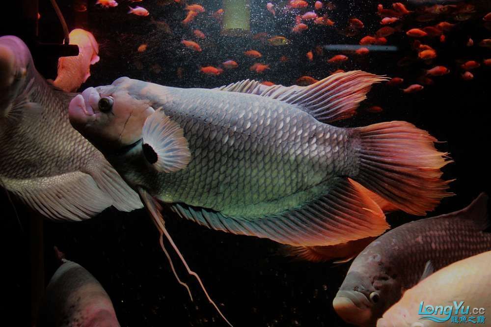 龍魚、虎魚和刀魚的基本信息（龍魚、虎魚和刀魚可以混養(yǎng)嗎？）