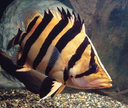 龍魚、虎魚和刀魚的基本信息（龍魚、虎魚和刀魚可以混養(yǎng)嗎？）