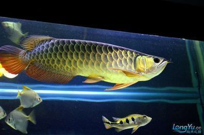 龍魚側(cè)游的可治療性（藥物治療方面：如果龍魚是因?yàn)楦腥炯?xì)菌、寄生蟲或病毒而出現(xiàn)側(cè)游癥狀）
