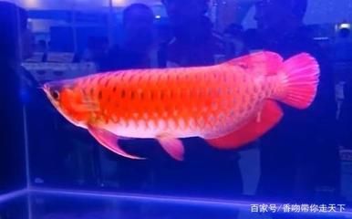 極品血龍魚(yú)多少錢(qián)（世界上最貴的血龍魚(yú)是什么魚(yú)？）