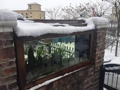 養龍魚冬天怎么換水最好：冬天養龍魚換水方法