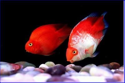 銀龍魚垂尾沒精神（銀龍魚垂尾沒精神可能是由多種因素引起的）
