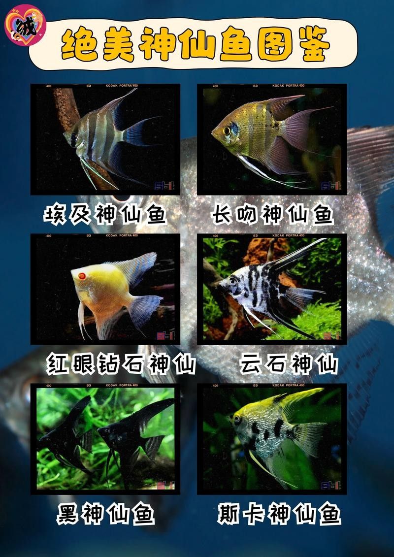 龍魚混養埃及神仙配什么清潔魚