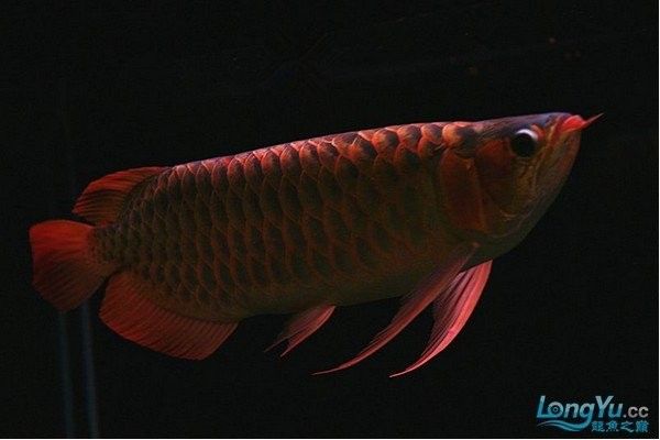 黃尾龍魚價格多少一條