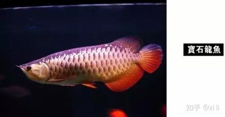 金龍魚有白色的嗎是什么：金龍魚有白色的嗎是什么？