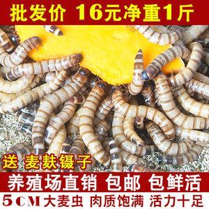 金龍魚吃面包蟲長(zhǎng)的快嗎：金龍魚吃面包蟲是否能長(zhǎng)得快