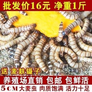 金龍魚吃面包蟲長(zhǎng)的快嗎：金龍魚吃面包蟲是否能長(zhǎng)得快