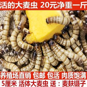 金龍魚吃面包蟲長(zhǎng)的快嗎：金龍魚吃面包蟲是否能長(zhǎng)得快