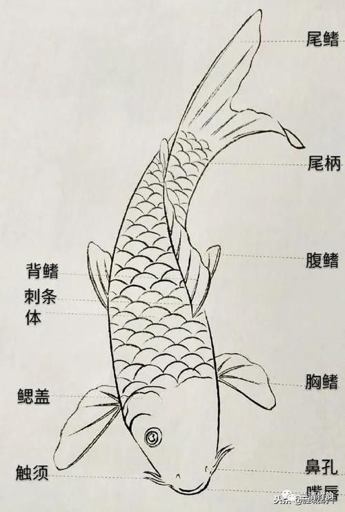 金龍魚結構圖高清 金龍魚結構圖高清 龍魚百科 第16張