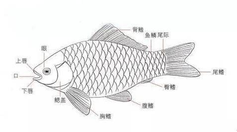 金龍魚結構圖高清 金龍魚結構圖高清 龍魚百科 第17張