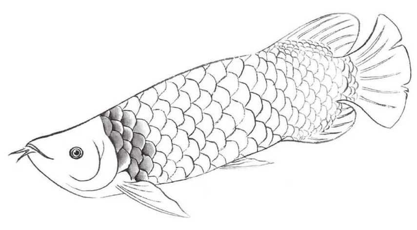 金龍魚結構圖高清 金龍魚結構圖高清 龍魚百科 第21張