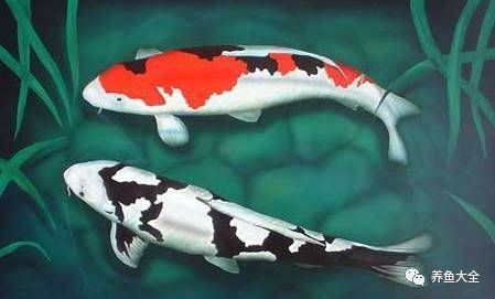 錦鯉喜歡清水還是渾水 錦鯉喜歡清水還是渾水 龍魚百科 第5張