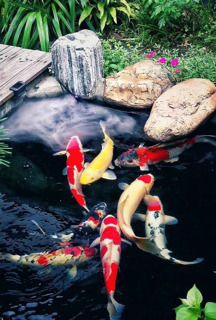 錦鯉喜歡清水還是渾水 錦鯉喜歡清水還是渾水 龍魚百科 第8張