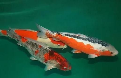 錦鯉喜歡清水還是渾水 錦鯉喜歡清水還是渾水 龍魚百科 第10張