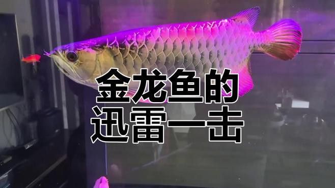 過背金龍魚吃食視頻