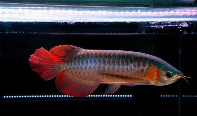 紅龍魚顏色淺了是什么原因引起的（紅龍魚發色的秘密原來是這些！）