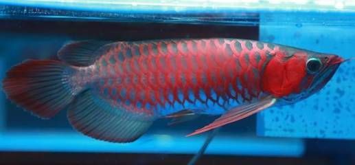 紅龍魚吃什么小魚好養(yǎng)（紅龍魚吃什么最好）