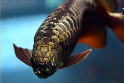 20厘米金龍魚喂什么好一點（20厘米的金龍魚喂什么飼料好？）