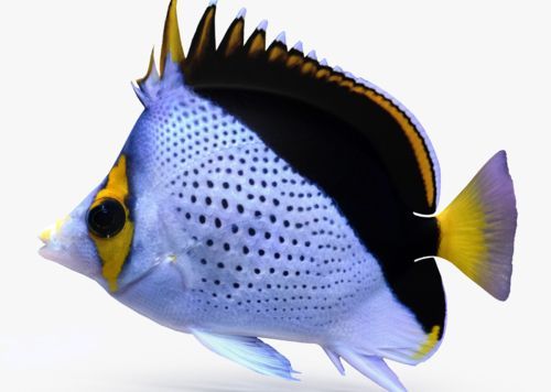 金龍魚和蝴蝶鯉魚混養：金龍魚和蝴蝶鯉魚可以混養嗎？
