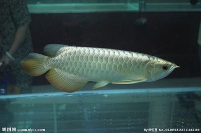 魚缸羊絨棉好用嗎（如何延長魚缸羊絨棉壽命）