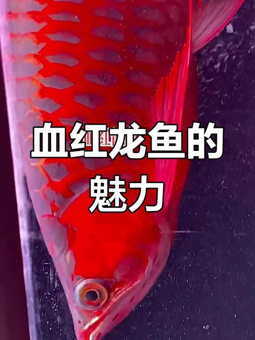 血龍魚價格及圖片大全大圖欣賞 血龍魚價格及圖片大全大圖欣賞 龍魚百科 第5張