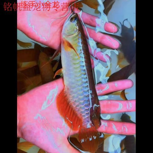 血龍魚價格及圖片大全大圖欣賞 血龍魚價格及圖片大全大圖欣賞 龍魚百科 第30張