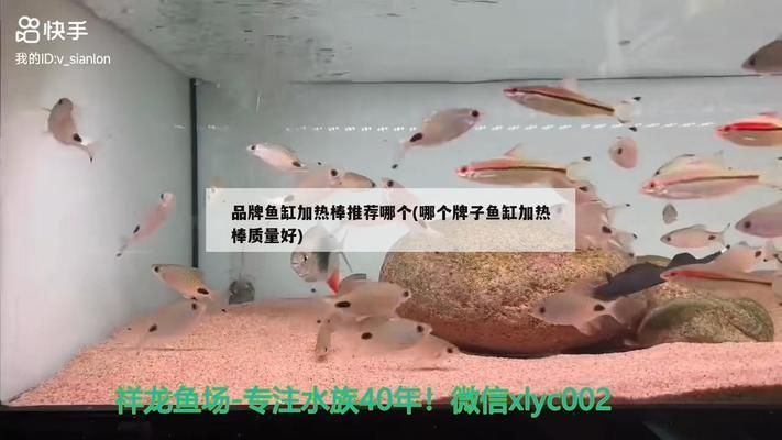 龍魚加熱棒什么牌子好:yee不銹鋼加溫棒耐用性測試聚寶源加熱棒控溫精度介紹