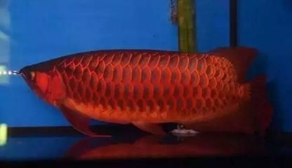 龍魚的養(yǎng)護(hù)與鑒賞方法有哪些：_寵搜網(wǎng)友情提示龍魚肚子鼓起來是什么原因