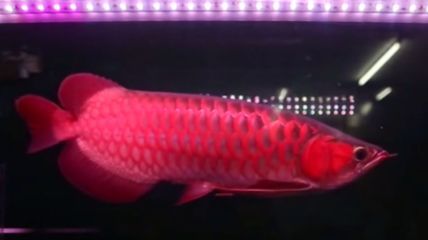 龍魚的養(yǎng)護(hù)與鑒賞方法有哪些：_寵搜網(wǎng)友情提示龍魚肚子鼓起來是什么原因