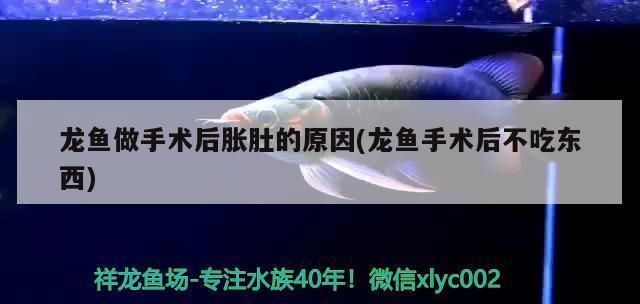 龍魚的養(yǎng)護(hù)與鑒賞方法有哪些：_寵搜網(wǎng)友情提示龍魚肚子鼓起來是什么原因