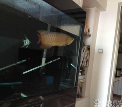 紅龍魚(yú)魚(yú)缸（養(yǎng)紅龍魚(yú)魚(yú)缸要多大）