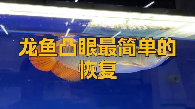 龍魚凸眼怎么治療最好