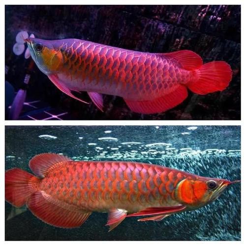 紅龍魚是海魚嗎圖片