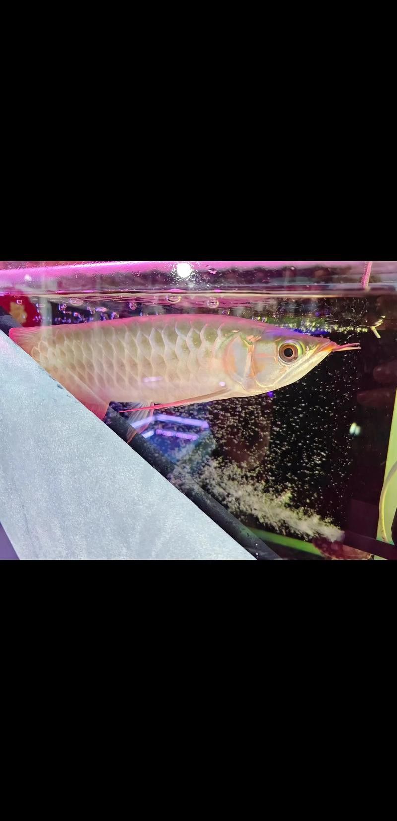 紅龍魚是海魚嗎圖片