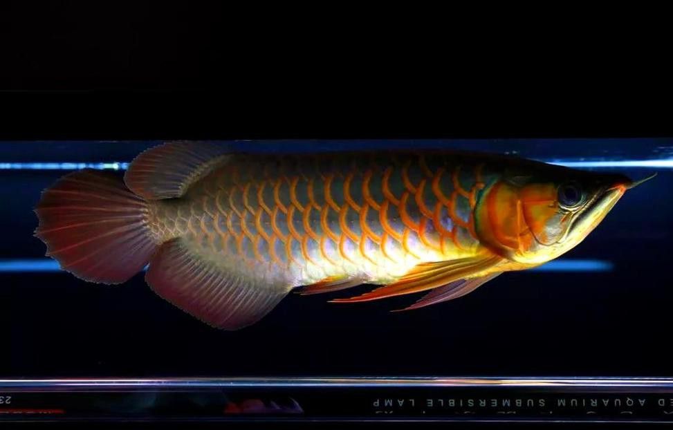紅龍魚是海魚嗎圖片