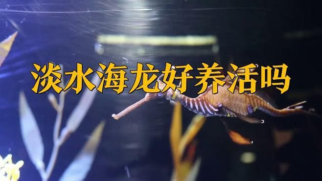 海龍魚怎么養(yǎng)