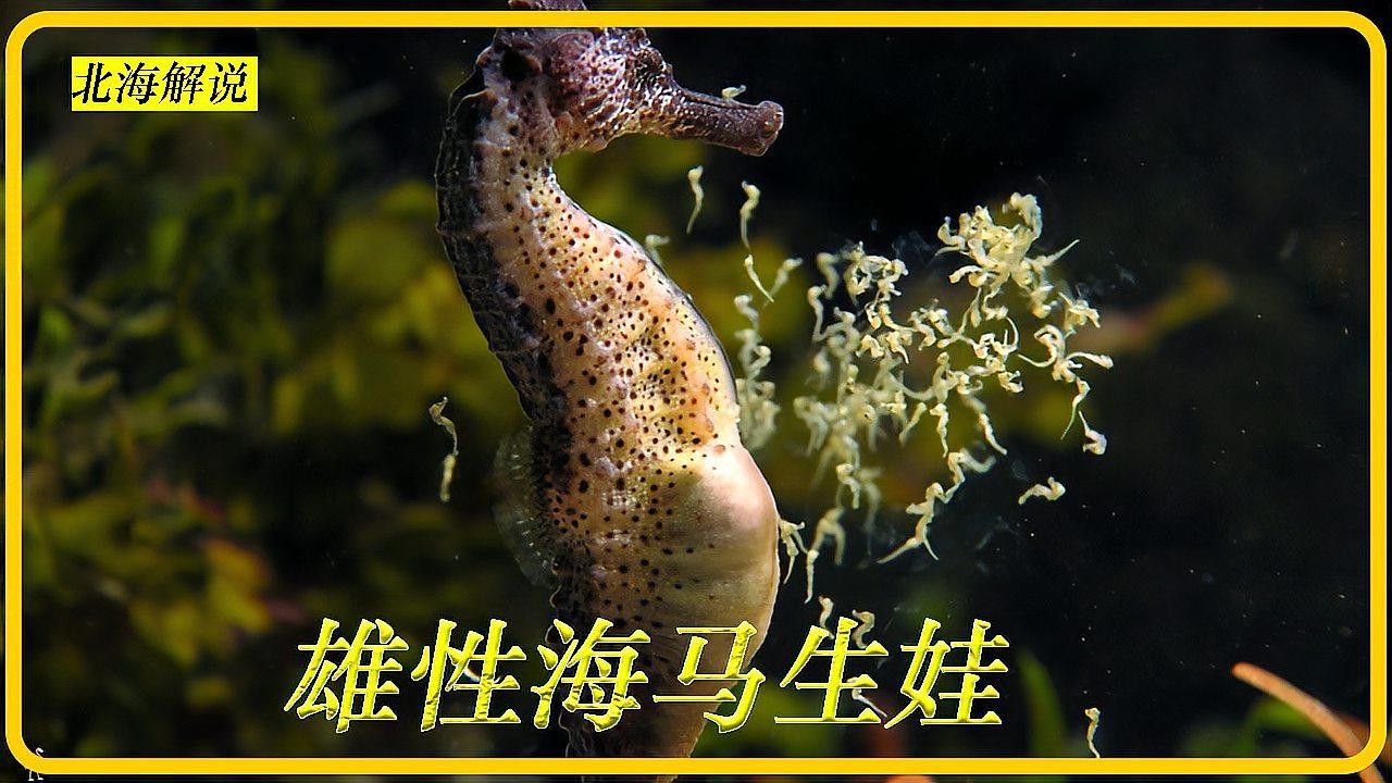海龍魚怎么養(yǎng)