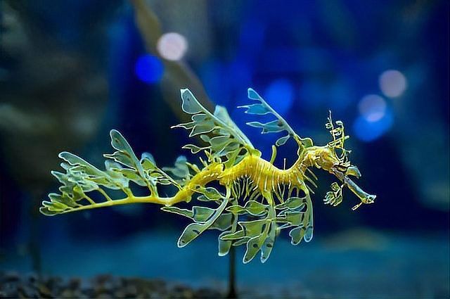 海龍魚怎么養(yǎng)