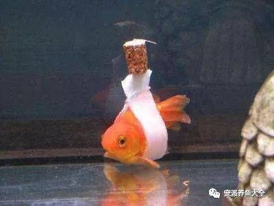 龍魚疾病自我診斷指南：龍魚疾病預防指南