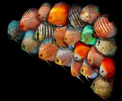七彩神仙魚跟龍魚混養好嗎：七彩神仙魚和龍魚混養好嗎