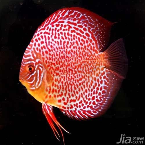 七彩神仙魚跟龍魚混養好嗎：七彩神仙魚和龍魚混養好嗎