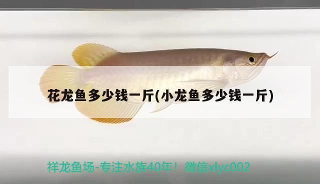 奈及利亞觀賞魚市場行情，利亞觀賞魚市場分析